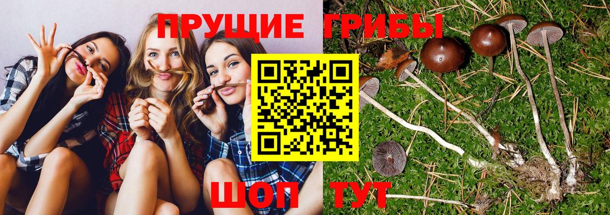 Галлюциногенные грибы GOLDEN TEACHER Сегежа